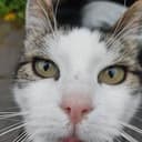 randomcat