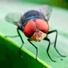 Screwworm