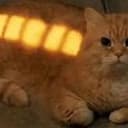 charged cat