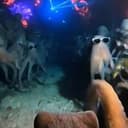 Octoprty