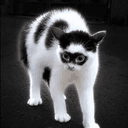 batcat
