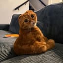 Albert