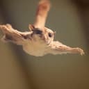 FLIPS