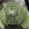 Pepe