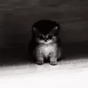 AURACAT
