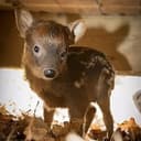 PUDU