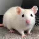 $RAT