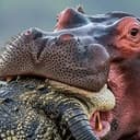 CROCODILE