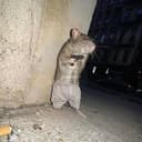 RAT