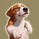 chilldog