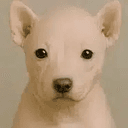 rawdog