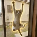 CATKO