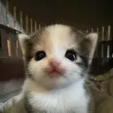 zwazu