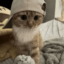 catwifcap