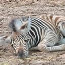 BABY ZEBRA