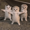 Kittens