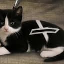 XITTY