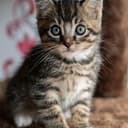 CATE