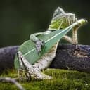 Rango