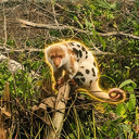 Cuscus