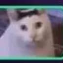huhcat