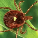 TICK