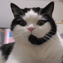Callcat OG