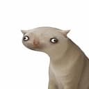 cushcet