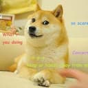 doge