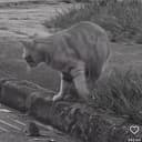 SADCAT