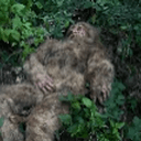 BIGFOOT