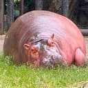 PigLeg