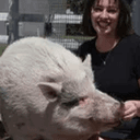 waddles