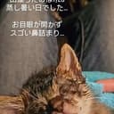 仔猫保護