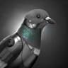 Pigeon