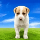 Snoopy