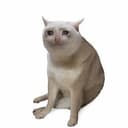 CASHCAT