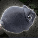 Chudchilla