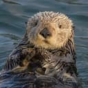 OTTER