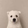 Cub