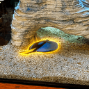 Dory