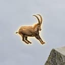 IBEX