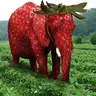STRAWBERRY