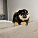 kopi