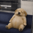 eeepydog