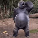 Gorilla