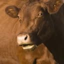 BrownCows