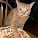 pastacat