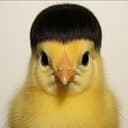 CHICKWIF