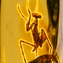 Mantis